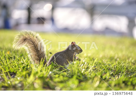 Curious beautiful wild gray squirrel looking up on green grass in summer town park 136975648