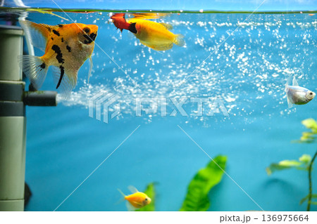 Colorful exotic fish swimming in deep blue water aquarium with green tropical plants 136975664