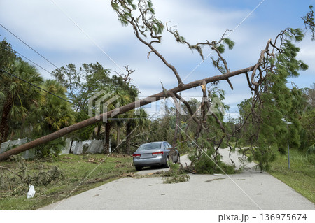 Hurricane wind broken tree damaged power line and communication wire in Florida. Damage to grid after natural disaster Hurricane wind broken tree damaged power line and communication wire in Florida. Damage to grid after natural disaster 136975674