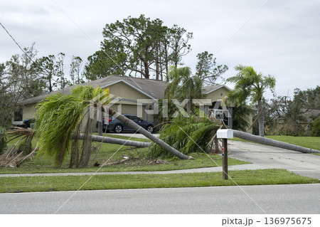 Fallen down palm tree after hurricane in Florida. Consequences of natural disaster 136975675