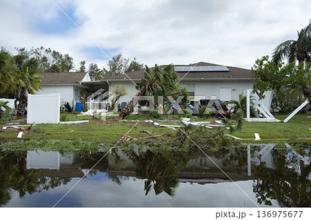 Uprooted palm tree after hurricane on Florida home front yard. Aftermath of natural disaster concept Uprooted palm tree after hurricane on Florida home front yard. Aftermath of natural disaster concept 136975677