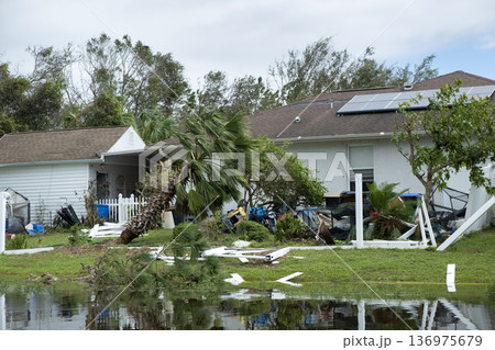 Hurricane damage to palm tree on Florida house backyard. Fallen down tree after tropical storm winds. Consequences of natural disaster 136975679