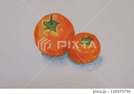 透明水彩で描いた美味しそうな柿 136975756
