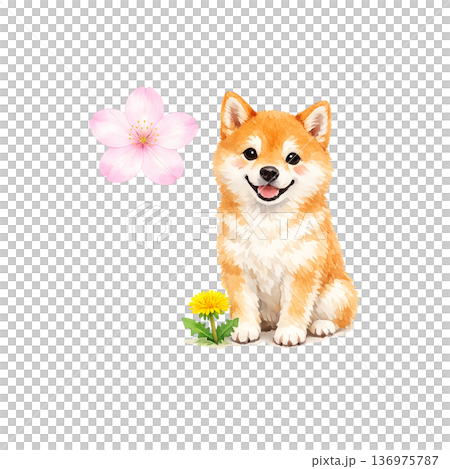 柴犬和蒲公英春天可愛動物插圖 柴犬和蒲公英春天可愛動物插圖 136975787