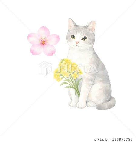 花束を持つグレー猫と桜 春の水彩イラスト 136975789
