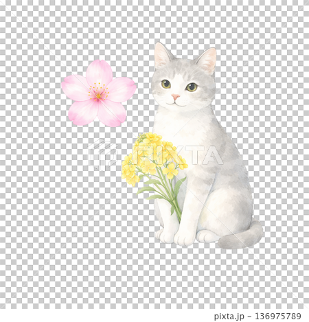 灰貓手捧花束和櫻花,春日水彩插畫 灰貓手捧花束和櫻花,春日水彩插畫 136975789