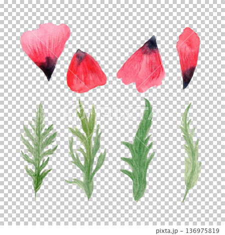 Poppy leaves, petals set isolated on white, hand-painted watercolor botanical elements, natural texture and soft shading, ideal for floral compositions, wedding stationery, packaging, prints, branding Poppy leaves, petals set isolated on white, hand-painted watercolor botanical elements, natural texture and soft shading, ideal for floral compositions, wedding stationery, packaging, prints, branding 136975819
