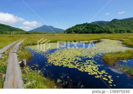 空の青さを写す尾瀬の池で繁殖する水草が美しい模様を描く 136975830