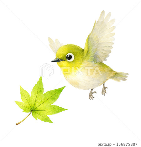 水彩風 メジロと新緑の葉のイラスト 春の小鳥 切り抜き素材 水彩風 メジロと新緑の葉のイラスト 春の小鳥 切り抜き素材 136975887