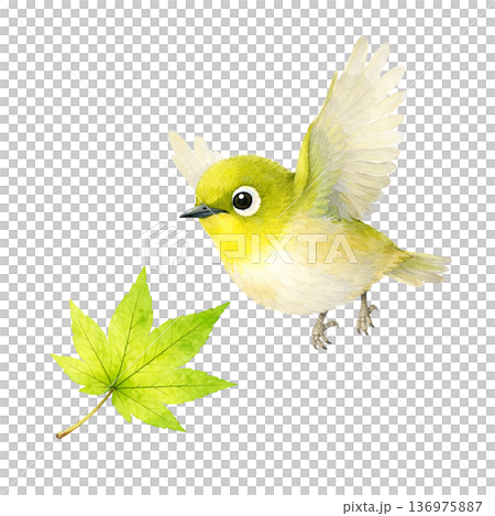 水彩風 メジロと新緑の葉のイラスト 春の小鳥 切り抜き素材 水彩風 メジロと新緑の葉のイラスト 春の小鳥 切り抜き素材 136975887