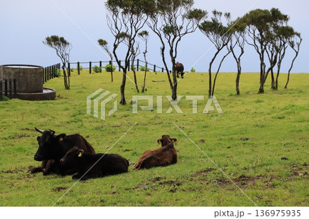 八丈富士と牛 136975935