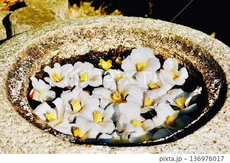 落花した白いボタンの花を敷き詰めた 落花した白いボタンの花を敷き詰めた 136976017