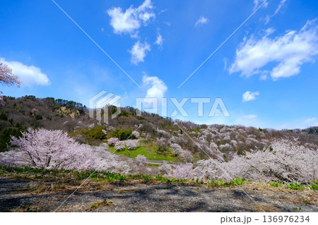 陸郷桜仙狭の満開の山桜 136976234