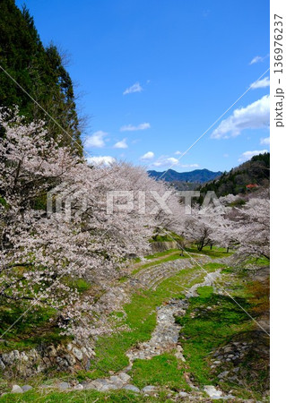 陸郷桜仙狭の満開の山桜 陸郷桜仙狭の満開の山桜 136976237
