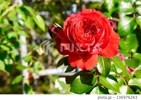 秋に咲いた赤い薔薇 秋に咲いた赤い薔薇 136976263