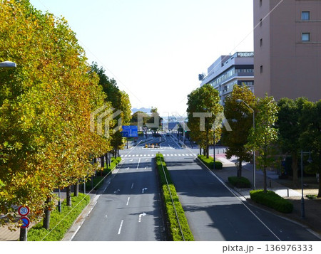 秋の紅葉した街路樹 136976333
