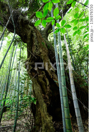 巨樹と竹林の風景　タンテイロの森 136976550