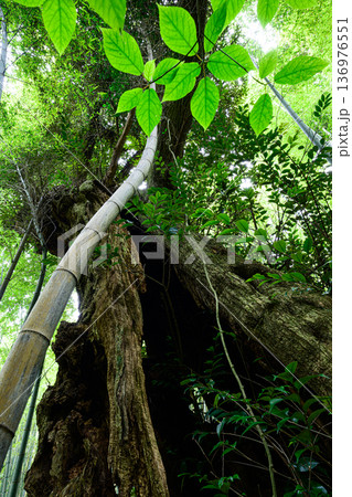 巨樹と竹林の風景 タンテイロの森 巨樹と竹林の風景 タンテイロの森 136976551