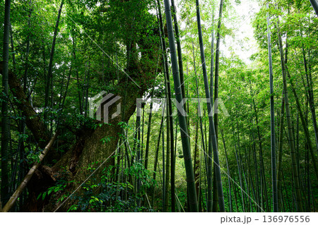 巨樹と竹林の風景　タンテイロの森 136976556
