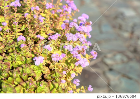 アゲラタムの花 136976684