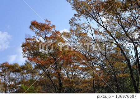 色づく雑木林 136976687