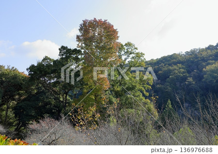 大木　アメリカフウ黄葉 136976688