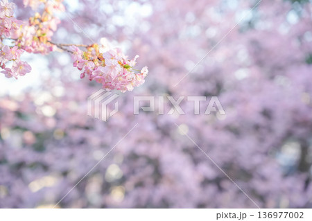 夕日に照らされ満開の河津桜 夕日に照らされ満開の河津桜 136977002