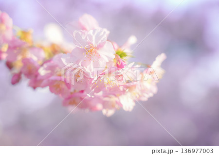 夕日に照らされ満開の河津桜 136977003