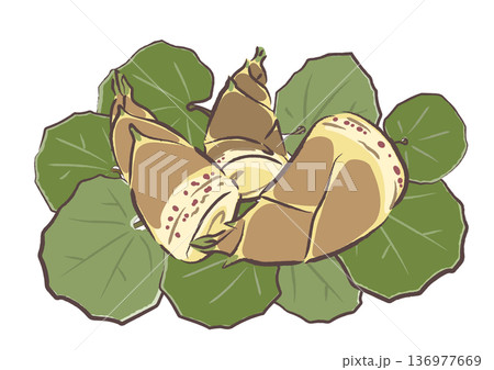 ツワブキの葉の上に並べた、小さめサイズのたけのこ 手描きタッチイラスト ツワブキの葉の上に並べた、小さめサイズのたけのこ 手描きタッチイラスト 136977669