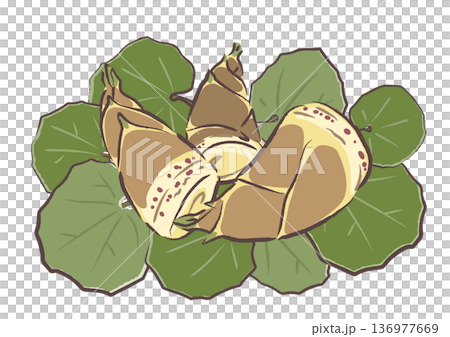 ツワブキの葉の上に並べた、小さめサイズのたけのこ 手描きタッチイラスト ツワブキの葉の上に並べた、小さめサイズのたけのこ 手描きタッチイラスト 136977669