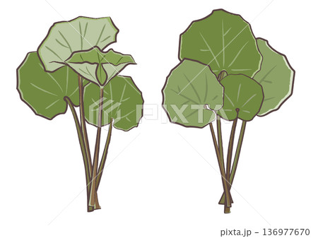 春の山菜ツワブキを束ねた、筆タッチのイラストセット 136977670