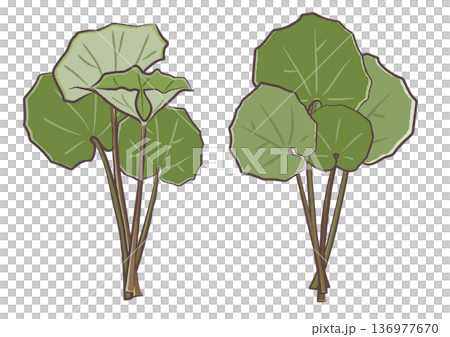 春の山菜ツワブキを束ねた、筆タッチのイラストセット 136977670