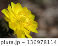 早春に陽射しを浴びて咲くフクジュソウの花 136978114