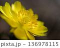 早春に陽射しを浴びて咲くフクジュソウの花 136978115