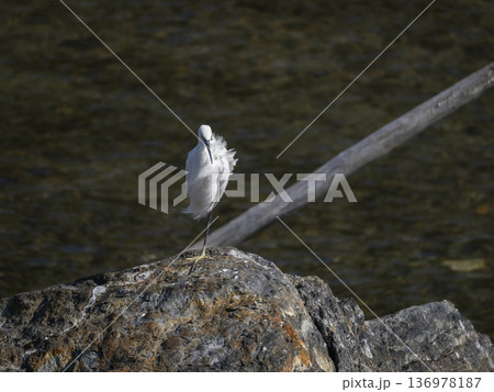 片足で立って休むコサギ 片足で立って休むコサギ 136978187