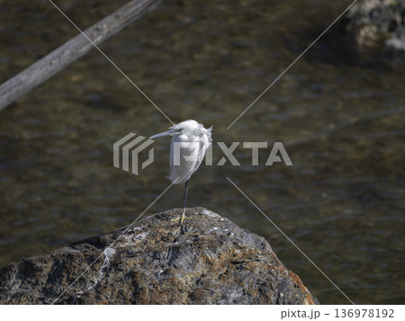 片足で立って休むコサギ 片足で立って休むコサギ 136978192