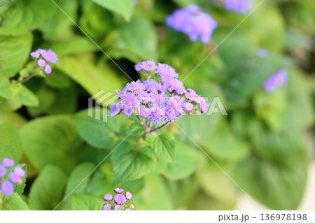 アゲラタムの花 136978198
