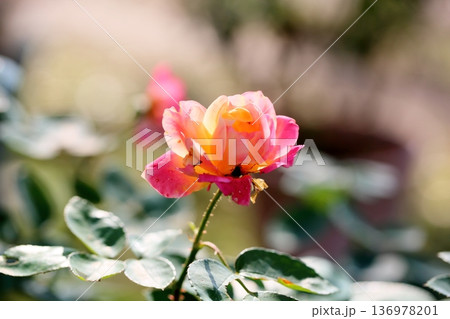 バラの花 アンネの思い出 バラの花 アンネの思い出 136978201