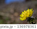 青空の下春の日差しを浴びて咲くフクジュソウ 136978361
