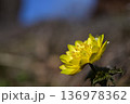 青空の下春の日差しを浴びて咲くフクジュソウ 136978362