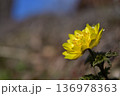青空の下春の日差しを浴びて咲くフクジュソウ 136978363