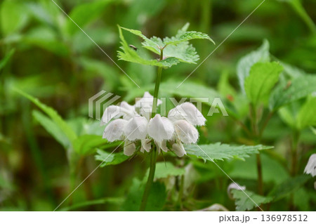 オドリコソウ White Dead-nettle オドリコソウ White Dead-nettle 136978512
