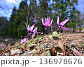 青空の下春の日差しを浴びながら咲くカタクリの花 136978676