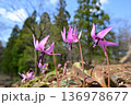 青空の下春の日差しを浴びながら咲くカタクリの花 136978677