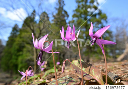 青空の下春の日差しを浴びながら咲くカタクリの花 青空の下春の日差しを浴びながら咲くカタクリの花 136978677