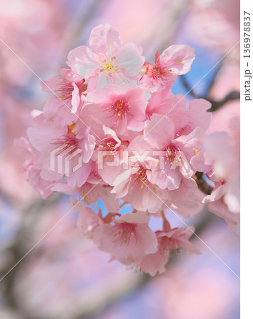 青空に映えて鮮やかに咲く満開の河津桜　 自然風景（2026年2月） 136978837