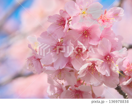青空に映えて鮮やかに咲く満開の河津桜 自然風景(2026年2月) 青空に映えて鮮やかに咲く満開の河津桜 自然風景(2026年2月) 136978838