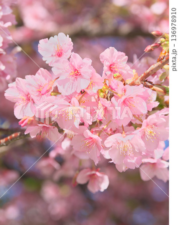 鮮やかに咲く満開の河津桜 自然風景(2026年2月) 鮮やかに咲く満開の河津桜 自然風景(2026年2月) 136978910