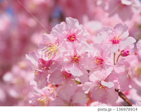 鮮やかに咲く満開の河津桜 自然風景(2026年2月) 鮮やかに咲く満開の河津桜 自然風景(2026年2月) 136978914