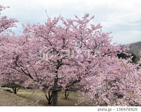 神奈川県 満開の桜・おおいゆめの里 神奈川県 満開の桜・おおいゆめの里 136978920